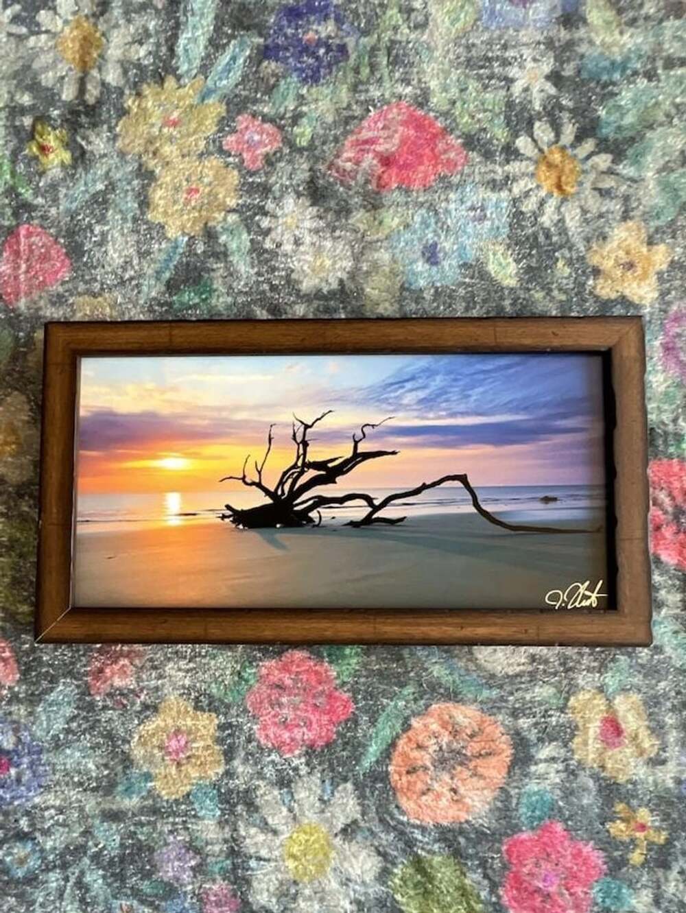 Thamert Photography Driftwood Beach Framed Photograph